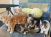 5 Playful kittens are looking for new homes
