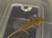 Axolotl babies