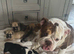 British bulldog cross pug puppies two left to reserve