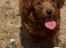 Adorable cockapoo 3 available !!!