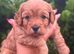 Gorgeous red/apricot cavapoo babies