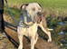 Make cane Corso