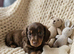 3 beautiful miniature dachshund puppies