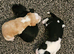 Cocker Spaniel Cross Sprollie Puppies