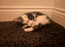Girl kitten
