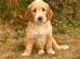 STUNNING GOLDENDOODLE PUPPIES