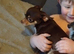 Teacup female chihuahua