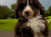 Teddybear cavapoo cross pomsky