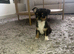 Kc Chihuahua puppy (male)