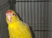Baby kakarikis