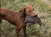 Lovely family, Dog looking for a Home