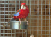 Rosella parrots