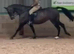 16.1hh brown warmblood mare hunting /jumping /workers