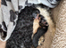 Jackapoo puppies for sale