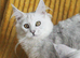 TICA Registered Silver Shaded Maine Coon Kitten
