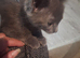 Female grey kitten.