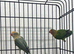 Beautiful Green Lovebirds Available.