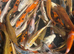 Japanese Koi for sale