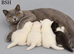 &pound;300 British Short hair kittens BSH &pound;300!!