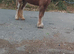 Chestnut filly