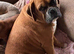 Super friendly Boxer Girl