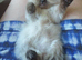Ragdoll kittens