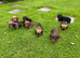 Mini Wire Haired Dachshund Pups