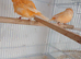 Pair Norwich Canaries for sale