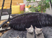 Russian Blue kitten for sale