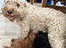 Adorable F2 Cockapoo Puppies Looking for Forever Homes