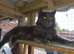 Female cat