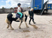 12.2 mini gelding cob