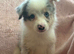 Stunning border collie pups