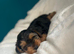 Yorkshire terrier for sale