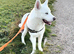 Bear, pure white bi-eyed husky for studd.