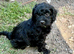 Beautiful cockapoo puppies for sale