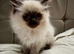 Beautiful Ragdoll kittens  full vaccinated and chipped