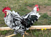 Exchequer leghorn cockerels looking for new homes