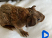 Lovely well handled skinny and Guinea pigs