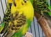 Recessive pieds