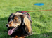 2 year old female cocker spaniel