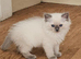 Ragdoll kittens