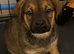 Presa puppies