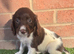 Springer spaniel puppies
