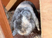 Male mini lop
