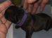 French bulldog girl puppy