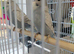 Baby budgies.