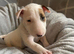 KC Registered English Bull Terrier Puppies