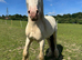 Cremello hermits bred colt