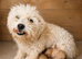Two Cavachons puppies ready to leave